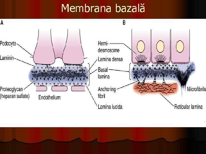 Membrana bazală 