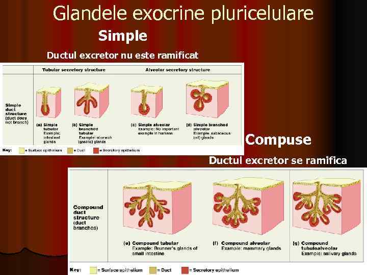 Glandele exocrine pluricelulare Simple Ductul excretor nu este ramificat Compuse Ductul excretor se ramifica