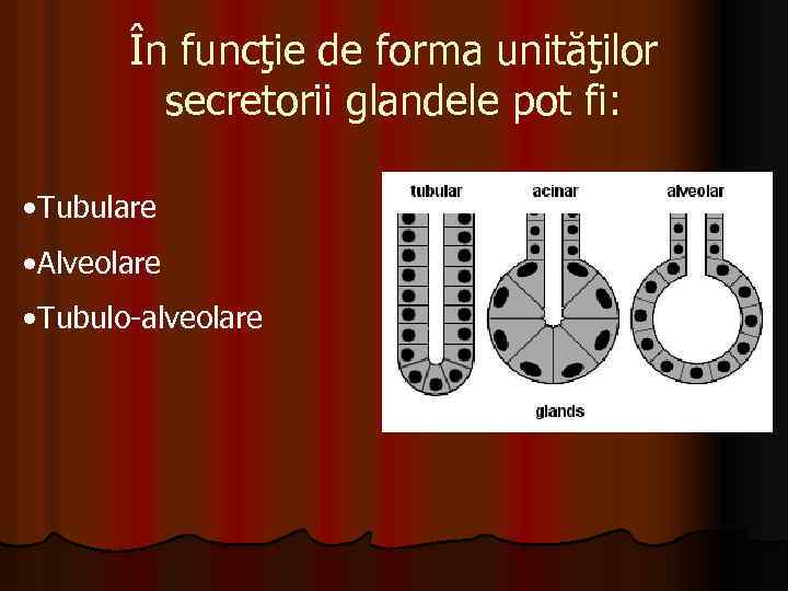 În funcţie de forma unităţilor secretorii glandele pot fi: • Tubulare • Alveolare •