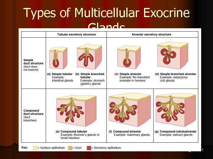 Types of Multicellular Exocrine Glands Figure 4. 11 