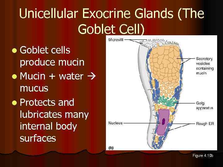 Unicellular Exocrine Glands (The Goblet Cell) l Goblet cells produce mucin l Mucin +