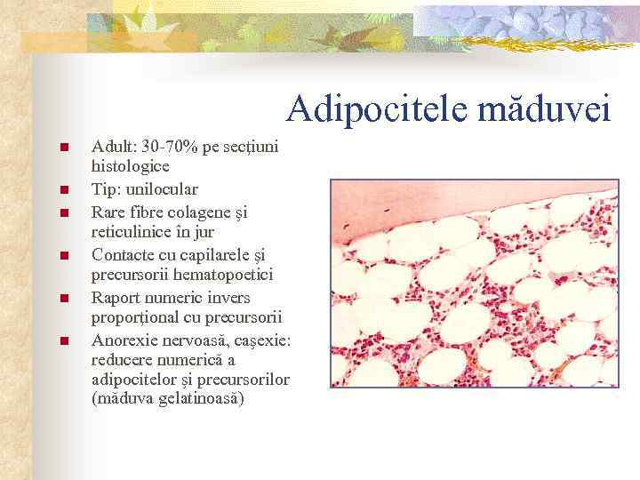 Adipocitele măduvei n n n Adult: 30 -70% pe secţiuni histologice Tip: unilocular Rare