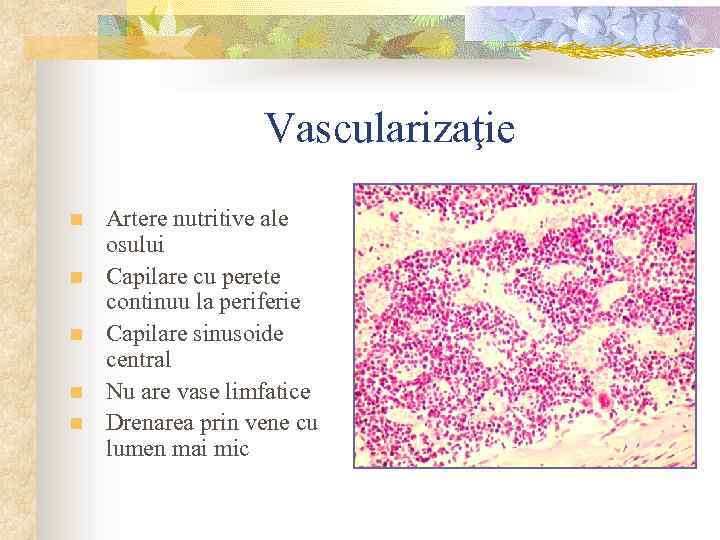 Vascularizaţie n n n Artere nutritive ale osului Capilare cu perete continuu la periferie