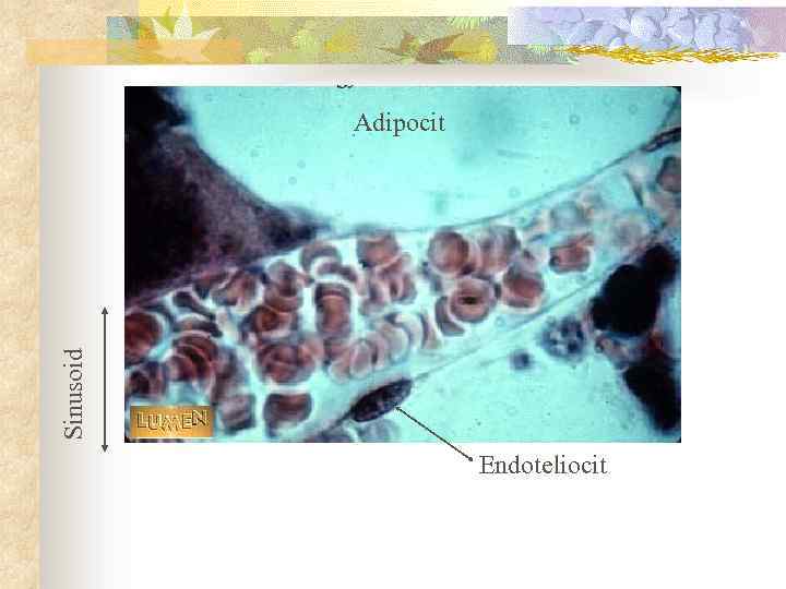 Sinusoid Adipocit Endoteliocit 