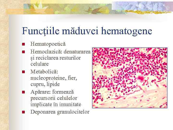 Funcţiile măduvei hematogene n n n Hematopoetică Hemoclazică: denaturarea şi reciclarea resturilor celulare Metabolică: