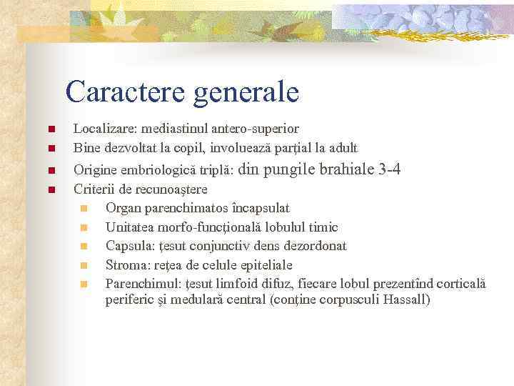 Caractere generale n n Localizare: mediastinul antero-superior Bine dezvoltat la copil, involuează parţial la