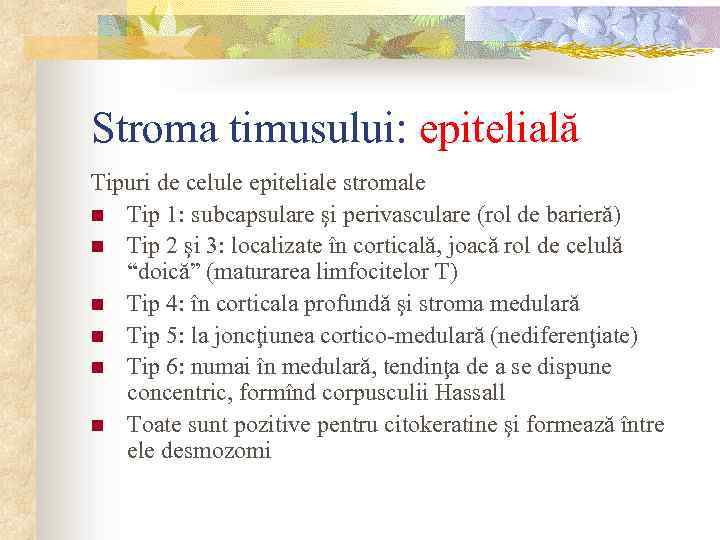 Stroma timusului: epitelială Tipuri de celule epiteliale stromale n Tip 1: subcapsulare şi perivasculare