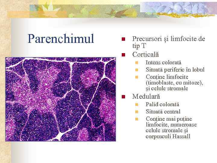 Parenchimul n n Precursori şi limfocite de tip T Corticală n n Intens colorată