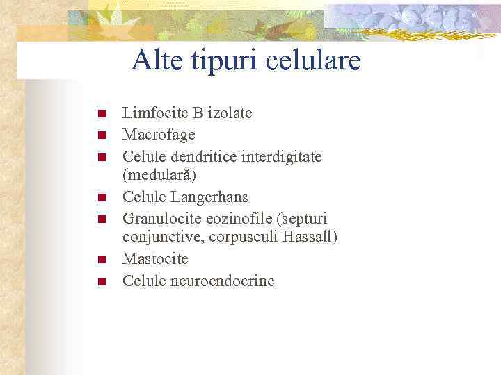 Alte tipuri celulare n n n n Limfocite B izolate Macrofage Celule dendritice interdigitate