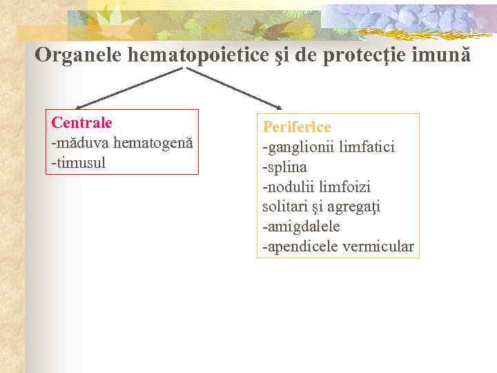 Organele hematopoietice şi de protecţie imună Centrale -măduva hematogenă -timusul Periferice -ganglionii limfatici -splina