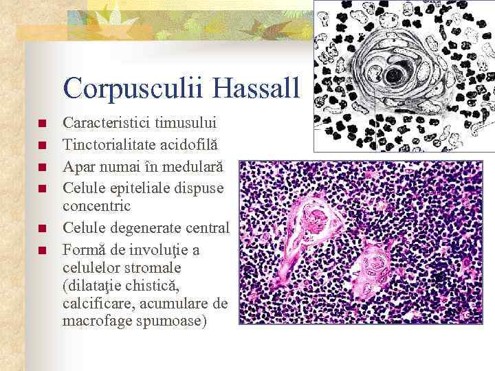 Corpusculii Hassall n n n Caracteristici timusului Tinctorialitate acidofilă Apar numai în medulară Celule