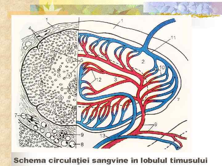 Schema circulaţiei sangvine în lobulul timusului 