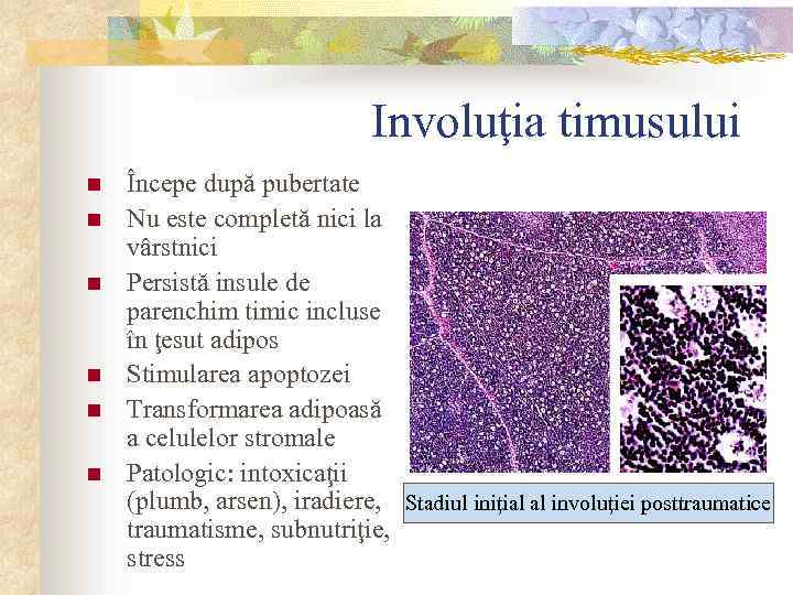 Involuţia timusului n n n Începe după pubertate Nu este completă nici la vârstnici