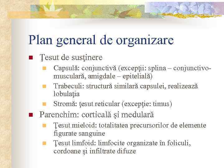 Plan general de organizare n Ţesut de susţinere n n Capsulă: conjunctivă (excepţii: splina