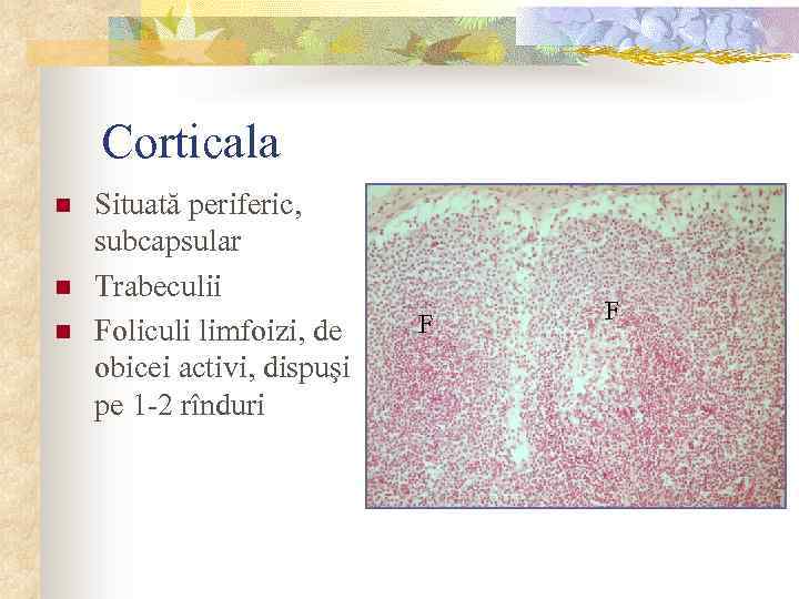 Corticala n n n Situată periferic, subcapsular Trabeculii Foliculi limfoizi, de obicei activi, dispuşi