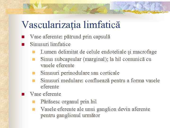 Vascularizaţia limfatică n n n Vase aferente: pătrund prin capsulă Sinusuri limfatice n Lumen