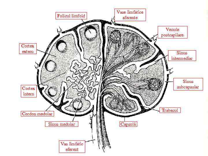 Folicul limfoid Vase limfatice aferente Venule postcapilare Cortex extern Sinus intermediar Sinus subcapsular Cortex