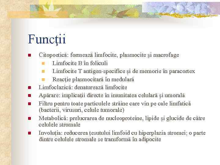 Funcţii n n n Citopoetică: formează limfocite, plasmocite şi macrofage n Limfocite B în