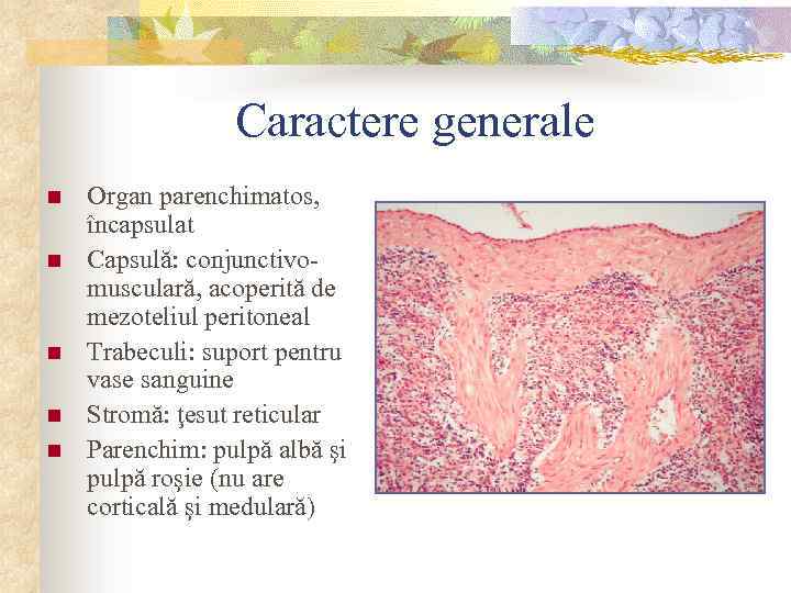 Caractere generale n n n Organ parenchimatos, încapsulat Capsulă: conjunctivomusculară, acoperită de mezoteliul peritoneal