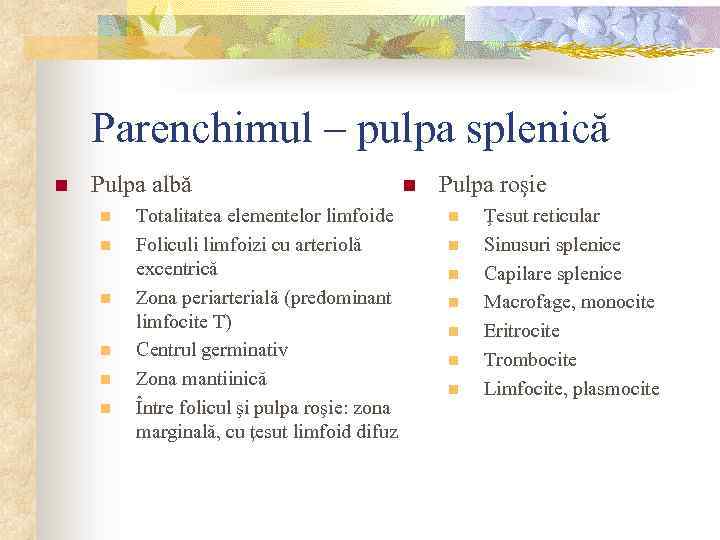 Parenchimul – pulpa splenică n Pulpa albă n n n Totalitatea elementelor limfoide Foliculi