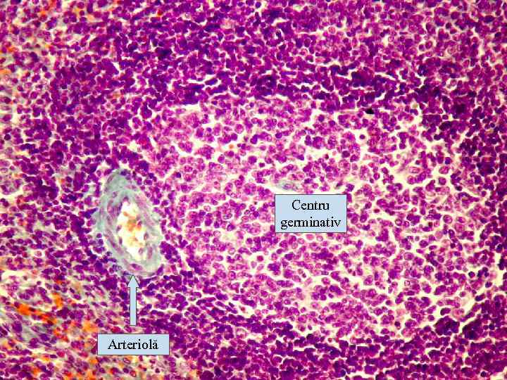 Centru germinativ Arteriolă 