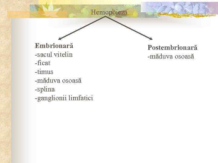 Hemopoieza Embrionară -sacul vitelin -ficat -timus -măduva osoasă -splina -ganglionii limfatici Postembrionară -măduva osoasă