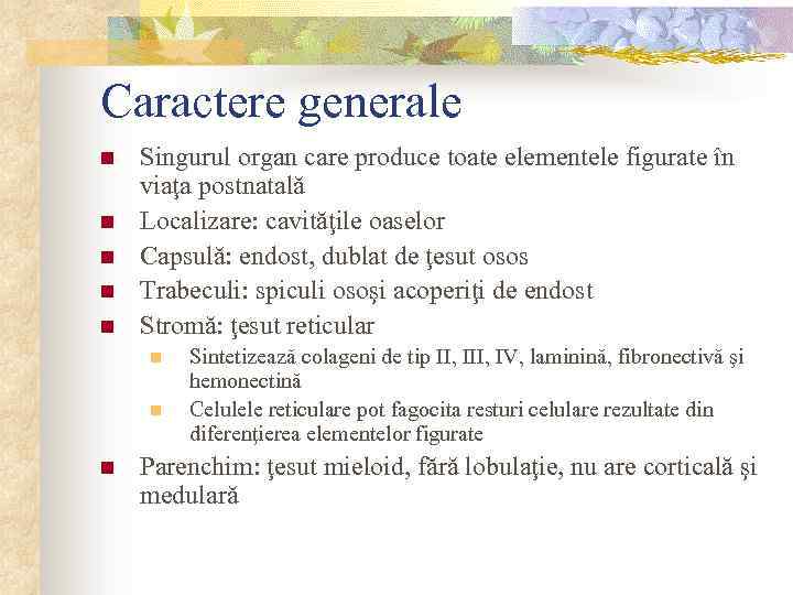 Caractere generale n n n Singurul organ care produce toate elementele figurate în viaţa