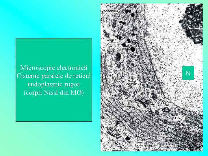 Microscopie electronică Cisterne paralele de reticul endoplasmic rugos (corpii Nissl din MO) N 