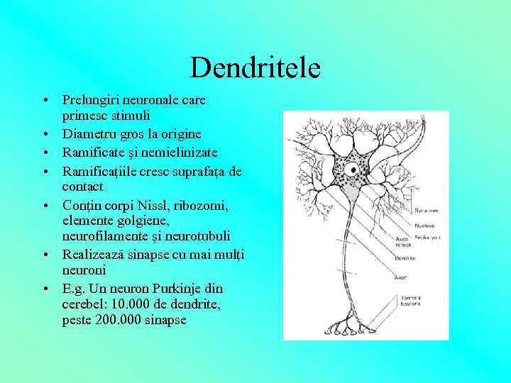 Dendritele • Prelungiri neuronale care primesc stimuli • Diametru gros la origine • Ramificate