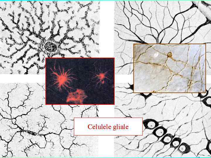 Celulele gliale 