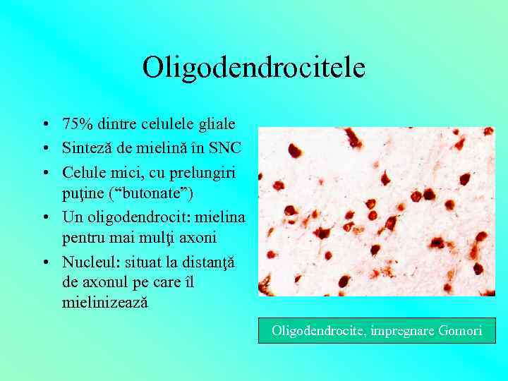 Oligodendrocitele • 75% dintre celulele gliale • Sinteză de mielină în SNC • Celule