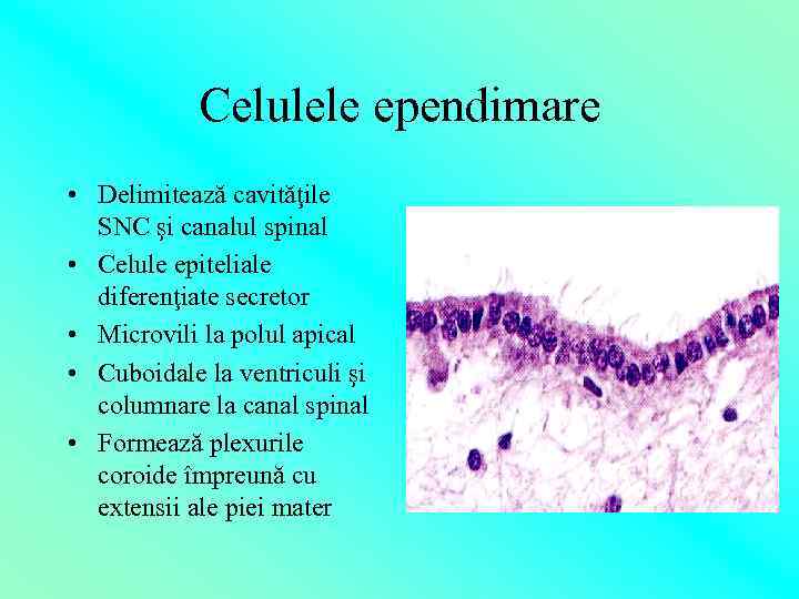 Celulele ependimare • Delimitează cavităţile SNC şi canalul spinal • Celule epiteliale diferenţiate secretor