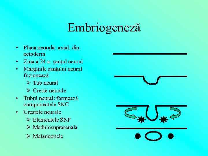 Embriogeneză • Placa neurală: axial, din ectoderm • Ziua a 24 -a: şanţul neural