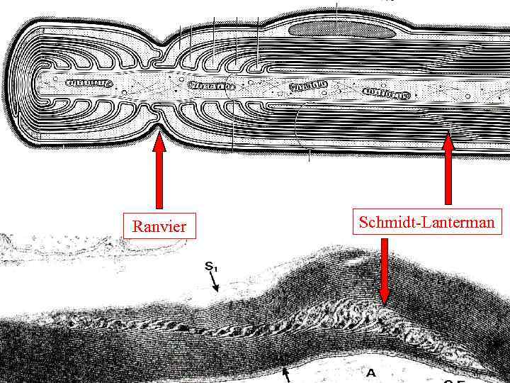 Ranvier Schmidt-Lanterman 