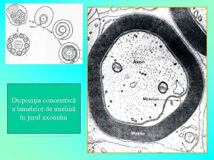 Dispoziţia concentrică a lamelelor de mielină în jurul axonului 