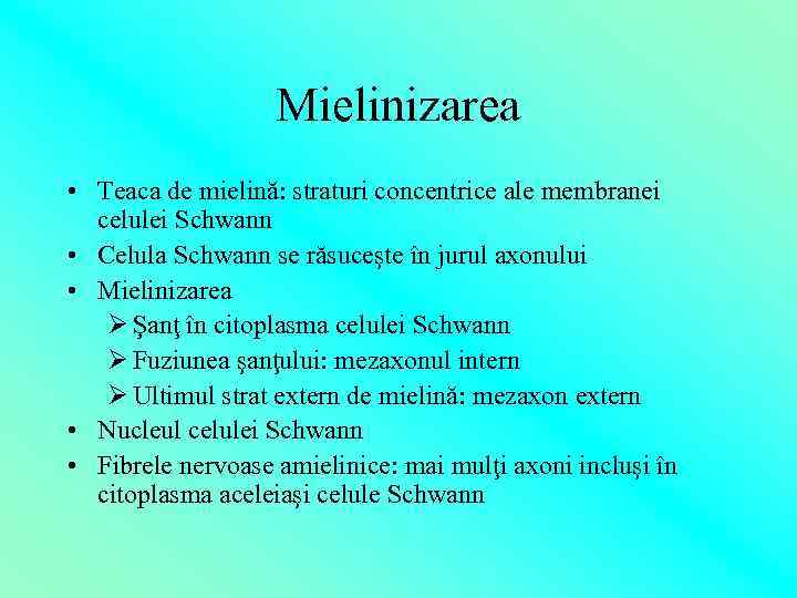 Mielinizarea • Teaca de mielină: straturi concentrice ale membranei celulei Schwann • Celula Schwann