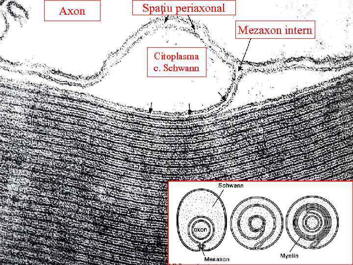 Axon Spaţiu periaxonal Mezaxon intern Citoplasma c. Schwann 