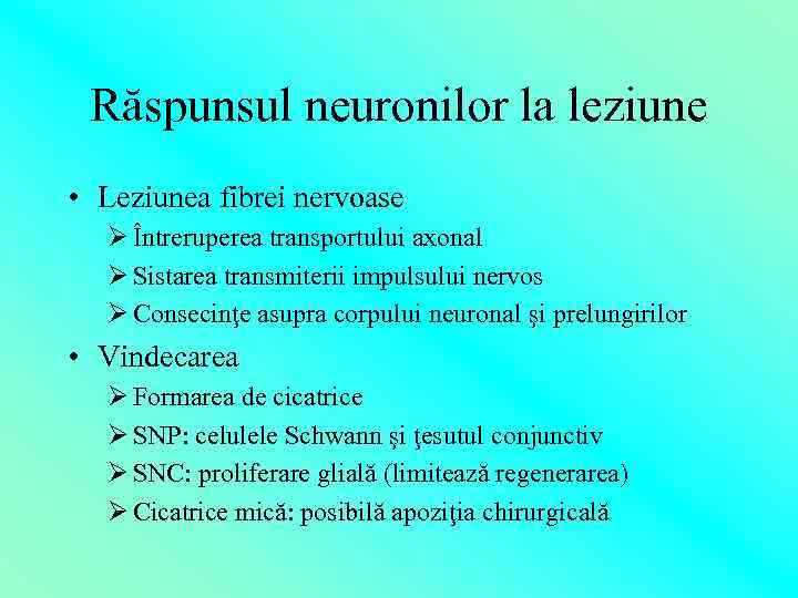 Răspunsul neuronilor la leziune • Leziunea fibrei nervoase Ø Întreruperea transportului axonal Ø Sistarea