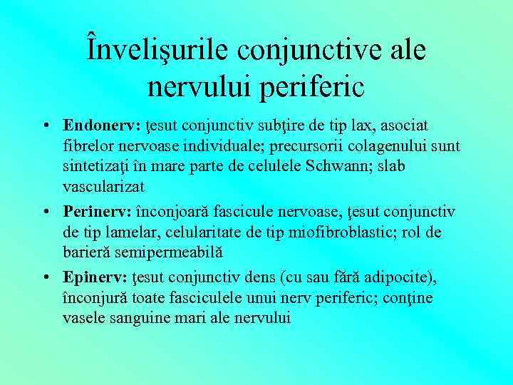 Învelişurile conjunctive ale nervului periferic • Endonerv: ţesut conjunctiv subţire de tip lax, asociat