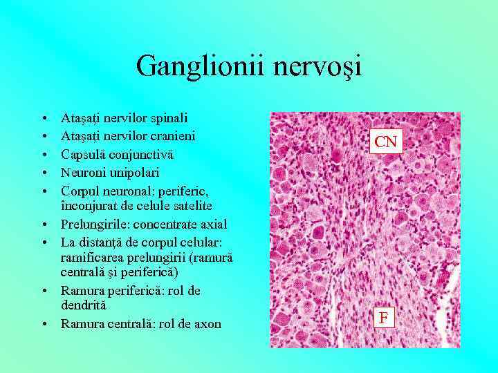 Ganglionii nervoşi • • • Ataşaţi nervilor spinali Ataşaţi nervilor cranieni Capsulă conjunctivă Neuroni