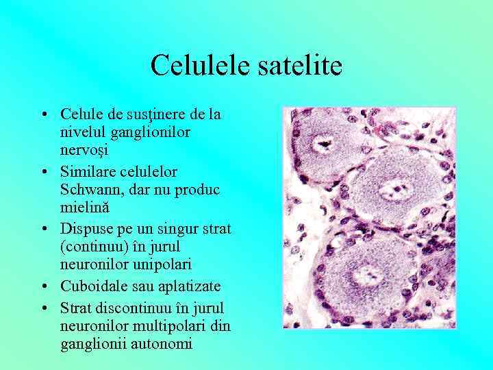 Celulele satelite • Celule de susţinere de la nivelul ganglionilor nervoşi • Similare celulelor