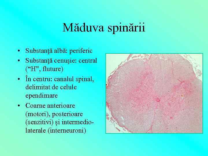 Măduva spinării • Substanţă albă: periferic • Substanţă cenuşie: central (“H”, fluture) • În