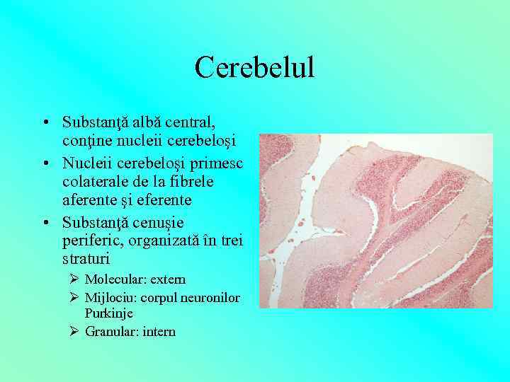 Cerebelul • Substanţă albă central, conţine nucleii cerebeloşi • Nucleii cerebeloşi primesc colaterale de