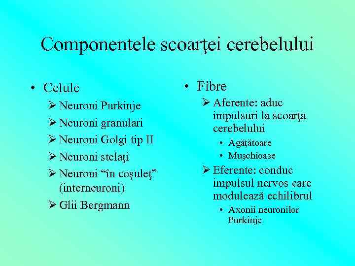 Componentele scoarţei cerebelului • Celule Ø Neuroni Purkinje Ø Neuroni granulari Ø Neuroni Golgi