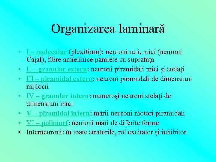 Organizarea laminară • I – molecular (plexiform): neuroni rari, mici (neuroni Cajal), fibre amielinice