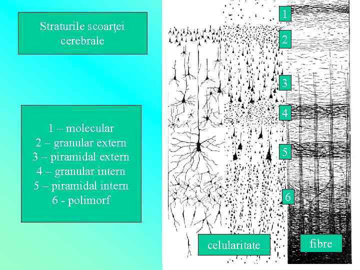 1 Straturile scoarţei cerebrale 2 3 4 1 – molecular 2 – granular extern