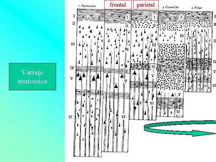 frontal Variaţii anatomice parietal 
