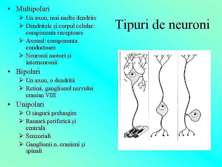  • Multipolari Ø Un axon, mai multe dendrite Ø Dendritele şi corpul celular: