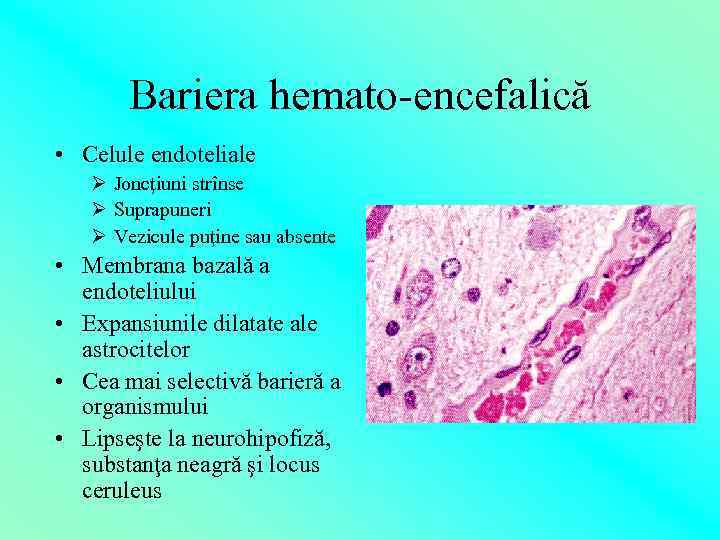 Bariera hemato-encefalică • Celule endoteliale Ø Joncţiuni strînse Ø Suprapuneri Ø Vezicule puţine sau