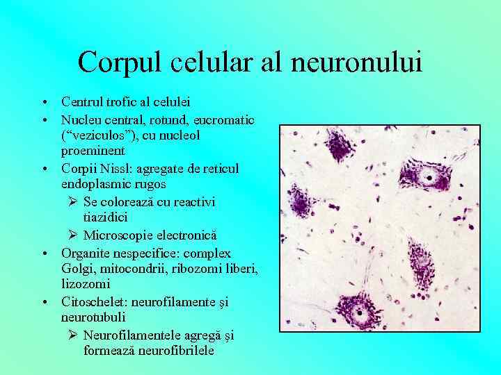 Corpul celular al neuronului • Centrul trofic al celulei • Nucleu central, rotund, eucromatic